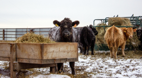 cattle in a herd