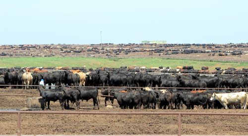 Cattle in winter at feed bunk