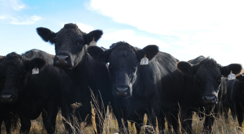 cows on grass
