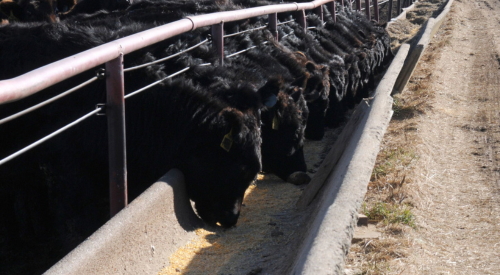 cattle at feed bunk